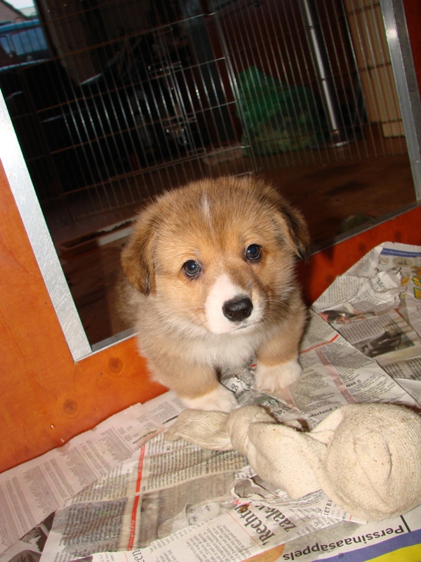 Puppies